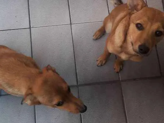 Cachorro ra a Srd idade 7 a 11 meses nome Luke e Léia 