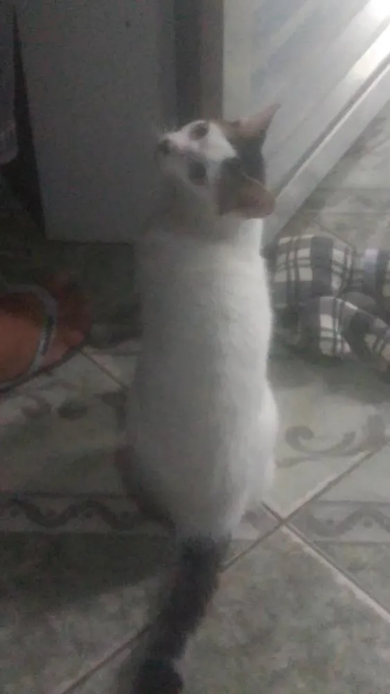 Gato ra a SRD idade 7 a 11 meses nome Thom