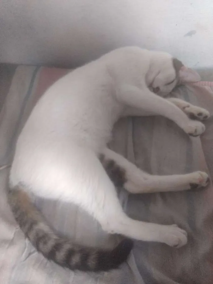 Gato ra a SRD idade 7 a 11 meses nome Thom