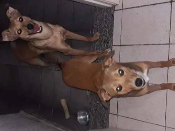 Cachorro ra a Srd idade 7 a 11 meses nome Luke e Léia 