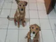 Luke e Léia 