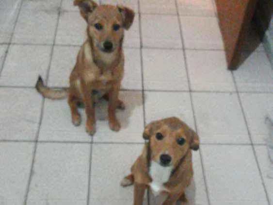 Cachorro ra a Srd idade 7 a 11 meses nome Luke e Léia 