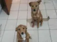 Luke e Léia 