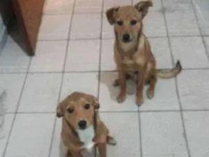 Cachorro raça Srd idade 7 a 11 meses nome Luke e Léia 