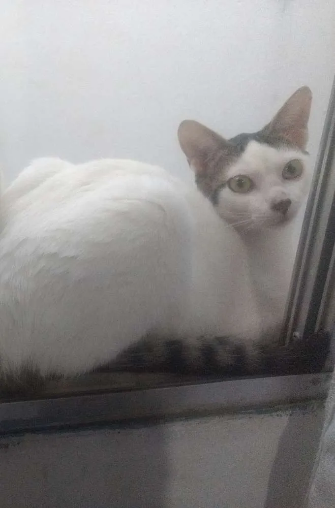 Gato ra a SRD idade 7 a 11 meses nome Thom