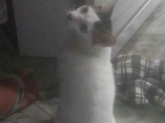 Gato ra a SRD idade 7 a 11 meses nome Thom