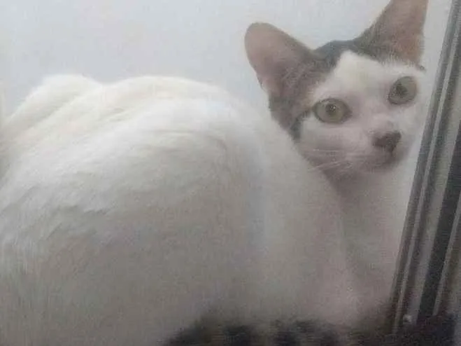 Gato ra a SRD idade 7 a 11 meses nome Thom