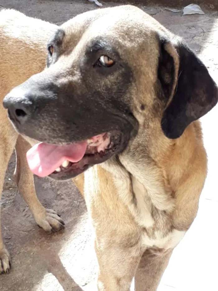 Cachorro ra a Fila Brasileiro idade 2 anos nome Duke