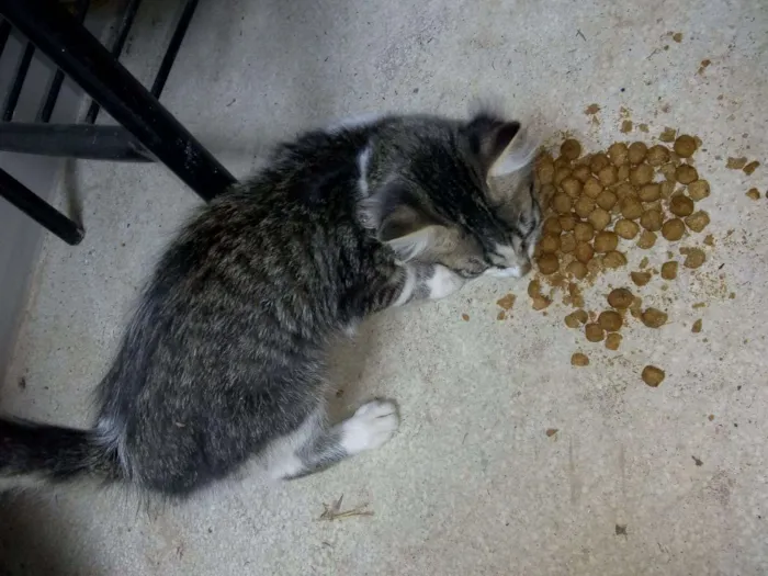 Gato raça  idade 2 a 6 meses nome não tem