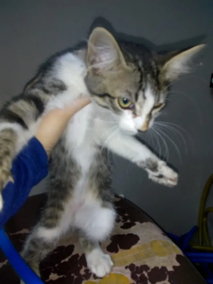 Gato raça  idade 2 a 6 meses nome não tem