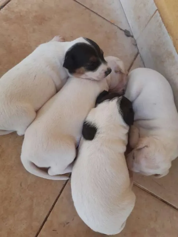 Cachorro ra a Foz Paulistinha com mistura idade 2 a 6 meses nome Fox
