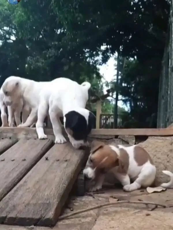 Cachorro ra a Foz Paulistinha com mistura idade 2 a 6 meses nome Fox