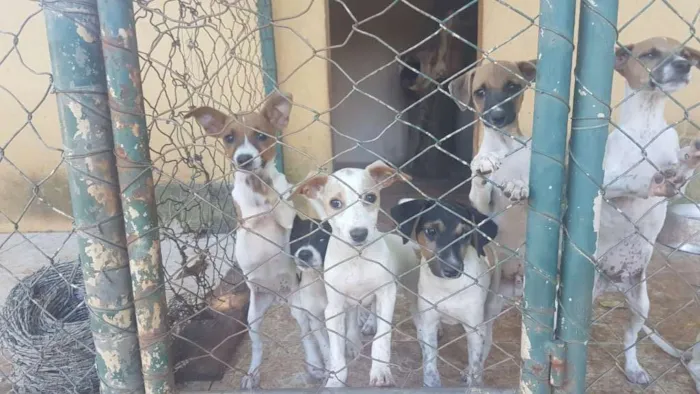 Cachorro ra a Foz Paulistinha com mistura idade 2 a 6 meses nome Fox