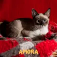 AMORA
