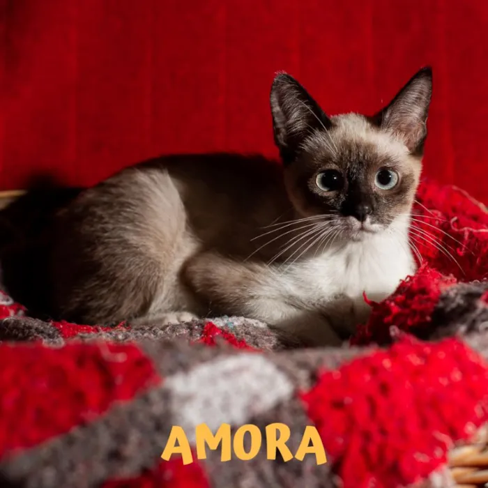Gato ra a Srd idade 2 a 6 meses nome AMORA