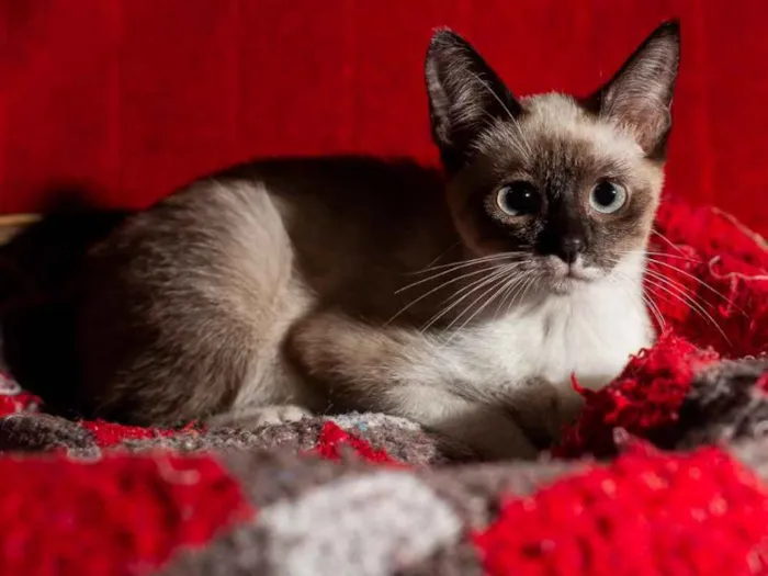 Gato ra a Srd idade 2 a 6 meses nome AMORA