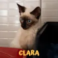 CLARA