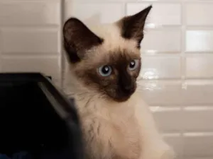 Gato raça Srd idade 2 a 6 meses nome CLARA