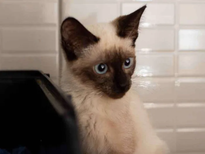 Gato ra a Srd idade 2 a 6 meses nome CLARA