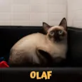 OLAF