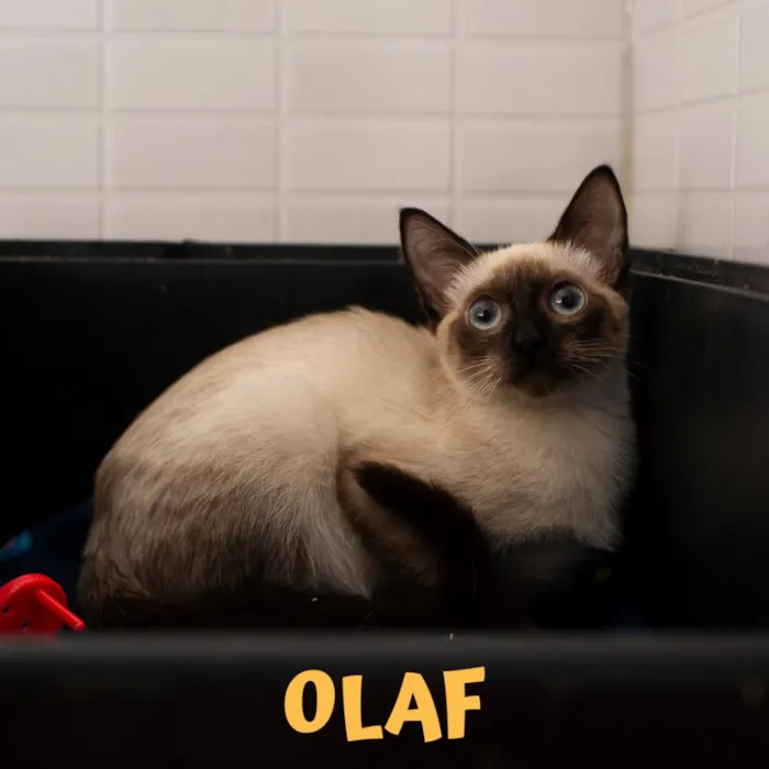 Gato ra a Srd idade 2 a 6 meses nome OLAF