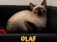 OLAF