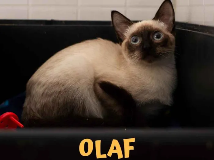 Gato ra a Srd idade 2 a 6 meses nome OLAF