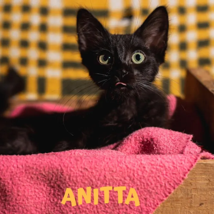 Gato ra a Srd idade 2 a 6 meses nome ANITTA