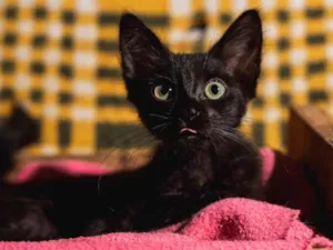 Gato raça Srd idade 2 a 6 meses nome ANITTA