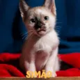 SIMÃO 