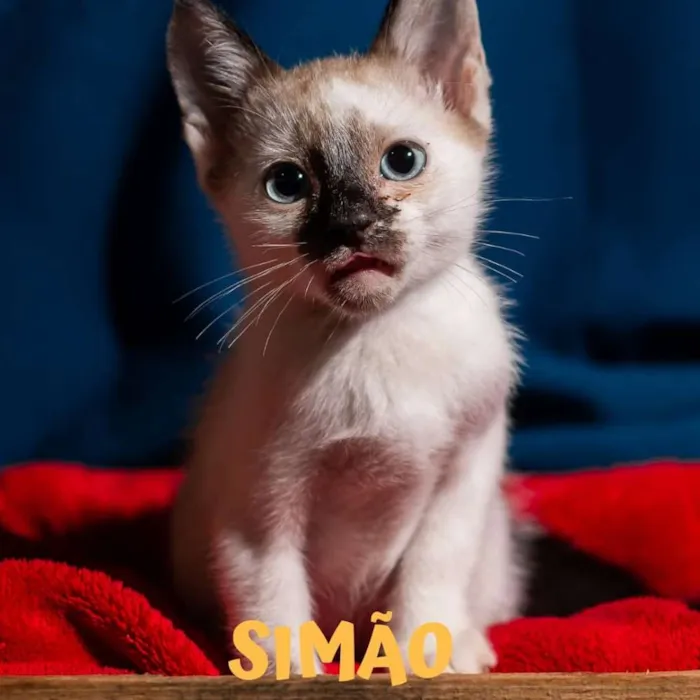 Gato ra a SRD idade 2 a 6 meses nome SIMÃO 