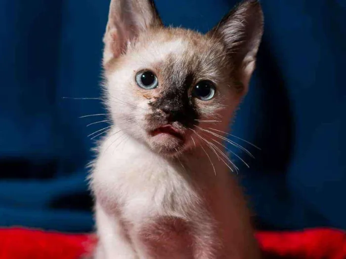 Gato ra a SRD idade 2 a 6 meses nome SIMÃO 