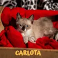 CARLOTA