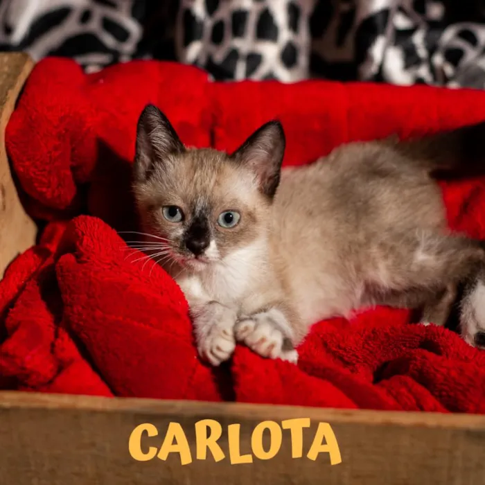 Gato ra a SRD idade 2 a 6 meses nome CARLOTA
