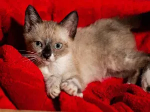 Gato raça SRD idade 2 a 6 meses nome CARLOTA
