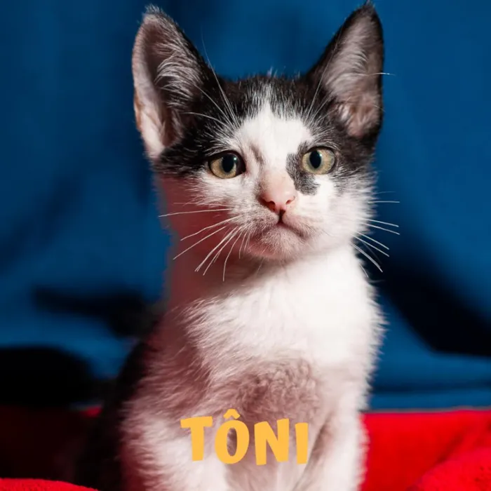 Gato ra a SRD idade 2 a 6 meses nome TÔNI
