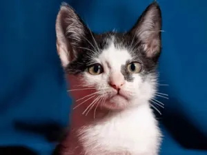 Gato raça SRD idade 2 a 6 meses nome TÔNI