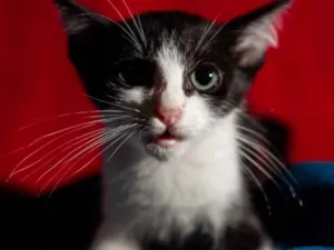 Gato raça SRD idade 2 a 6 meses nome GODINES