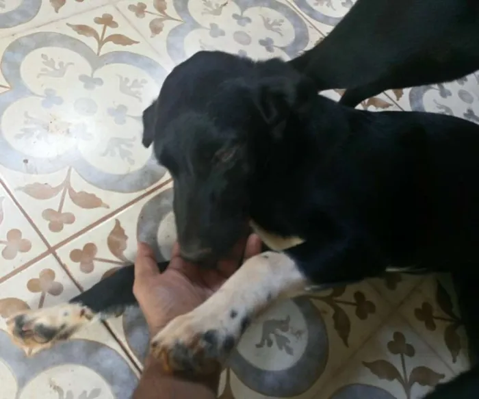 Cachorro raça Vira Lata idade 7 a 11 meses nome Sem nome