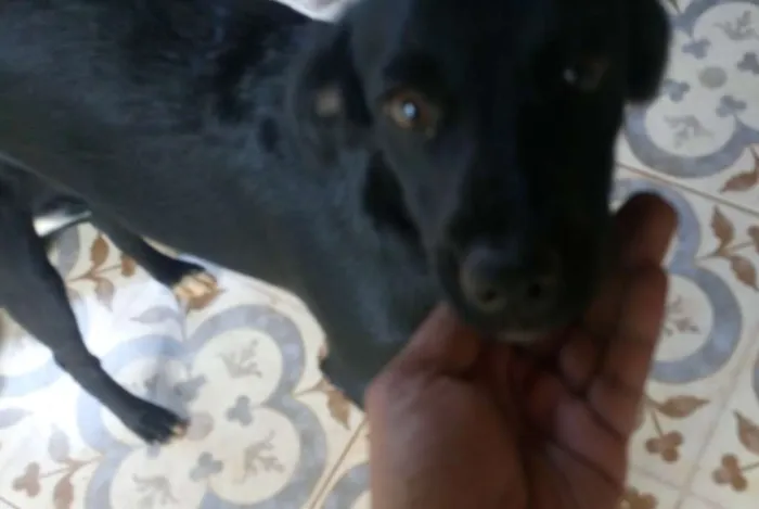 Cachorro raça Vira Lata idade 7 a 11 meses nome Sem nome