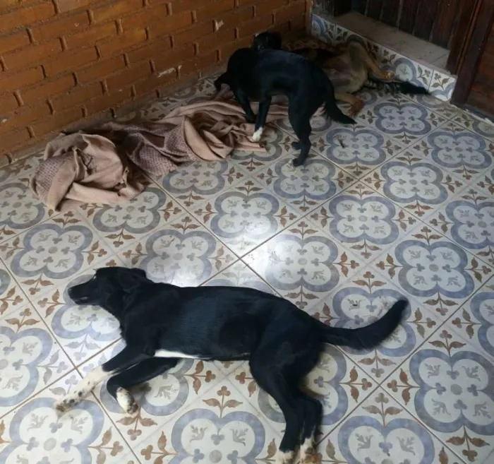 Cachorro raça Vira Lata idade 7 a 11 meses nome Sem nome
