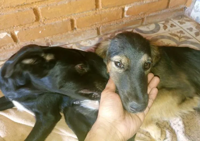 Cachorro raça Vira Lata idade 7 a 11 meses nome Sem nome