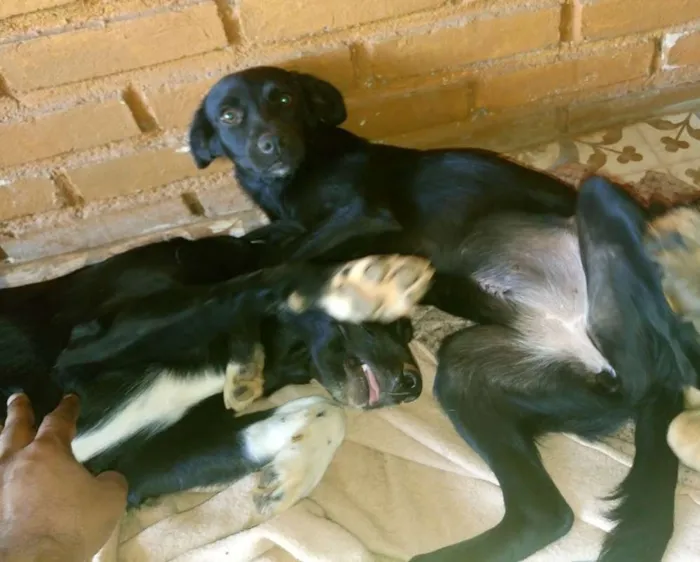 Cachorro raça Vira Lata idade 7 a 11 meses nome Sem nome