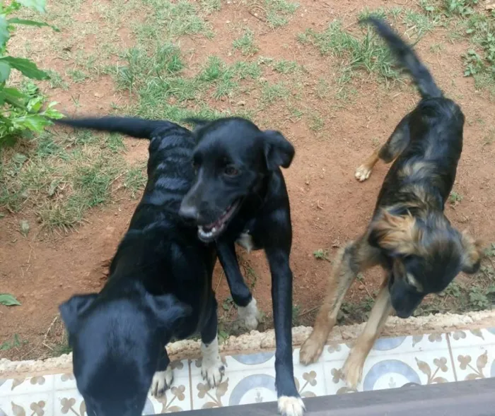 Cachorro raça Vira Lata idade 7 a 11 meses nome Sem nome