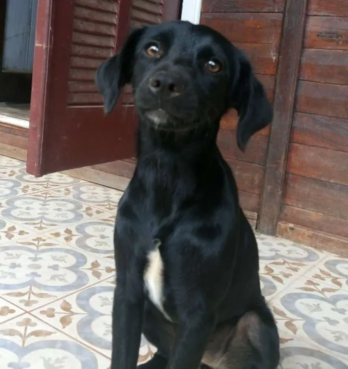 Cachorro raça Vira Lata idade 7 a 11 meses nome Sem nome