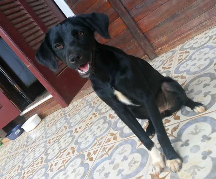 Cachorro raça Vira Lata idade 7 a 11 meses nome Sem nome