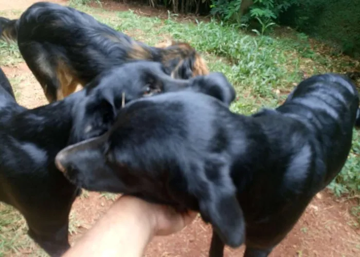Cachorro raça Vira Lata idade 7 a 11 meses nome Sem nome