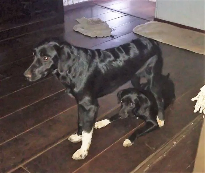 Cachorro raça Vira Lata idade 7 a 11 meses nome Sem nome