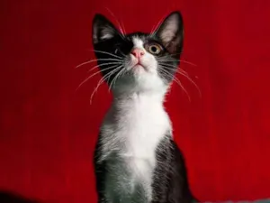 Gato raça SRD idade 2 a 6 meses nome JOSÉ 