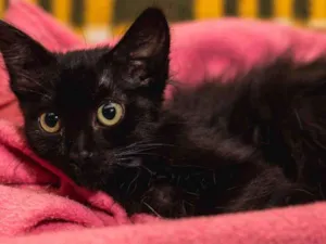 Gato raça SRD idade 2 a 6 meses nome PAULINA